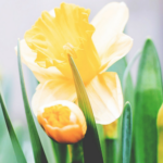 4 Online Giving Tools that Ignite Generosity during Easter